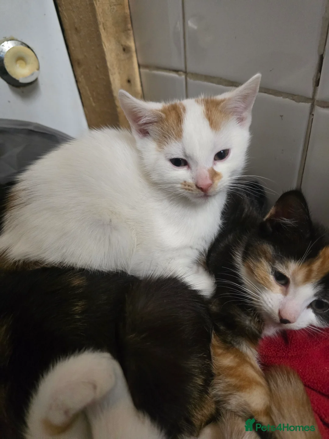 Mixed Breed cats for sale: 2 Female kittens - Advert 2