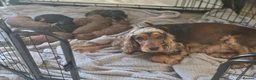 Cockapoo dogs for sale: Gorgeous cockapoos - Advert 1