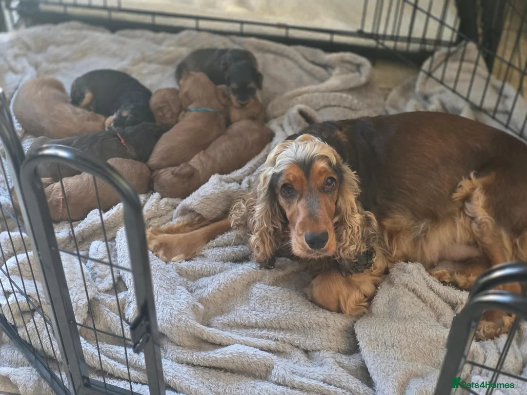 Cockapoo dogs for sale: Gorgeous cockapoos - Advert 1