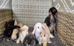 Mini Lop rabbits for sale: Mini Lop Baby Bunnies  - Image 1