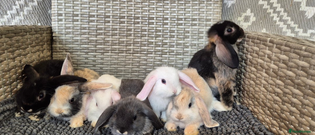 Mini Lop rabbits for sale: Mini Lop Baby Bunnies  - Image 1