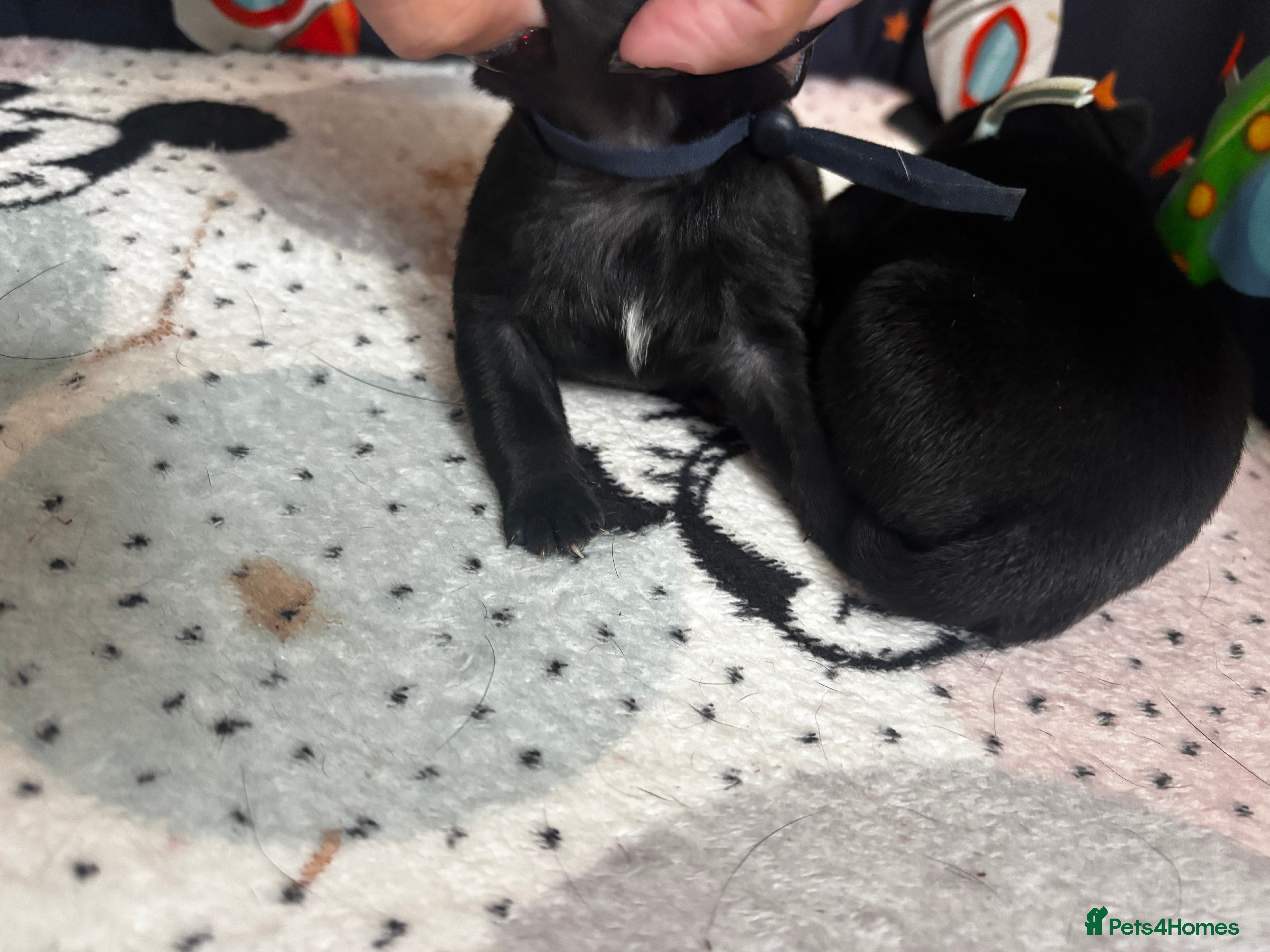 Pug dogs for sale: KC reg pug puppies Puglicious - Advert 2