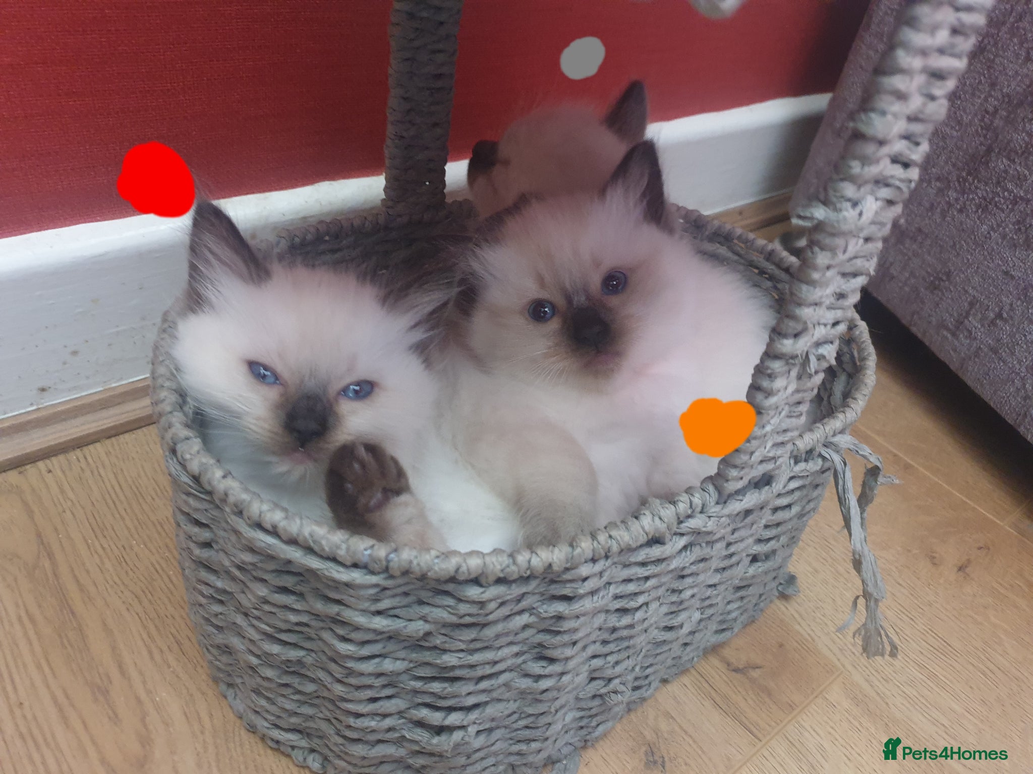 Ragdoll cats for sale: Ragdoll fluffy kittens x 4 chocolate seal point - Advert 19