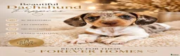 Miniature Dachshund dogs for sale:  Mini dachshunds female  - Advert 21