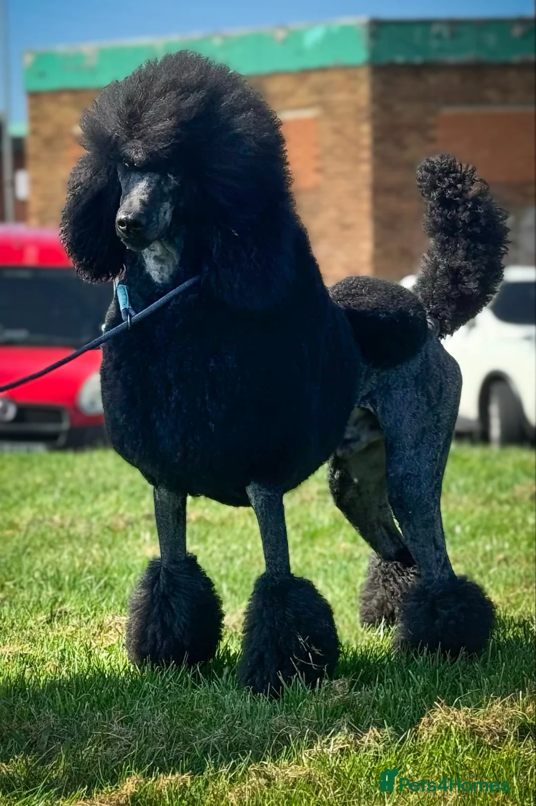 Standard Poodle dogs for stud: Show standard poodle - Advert 9