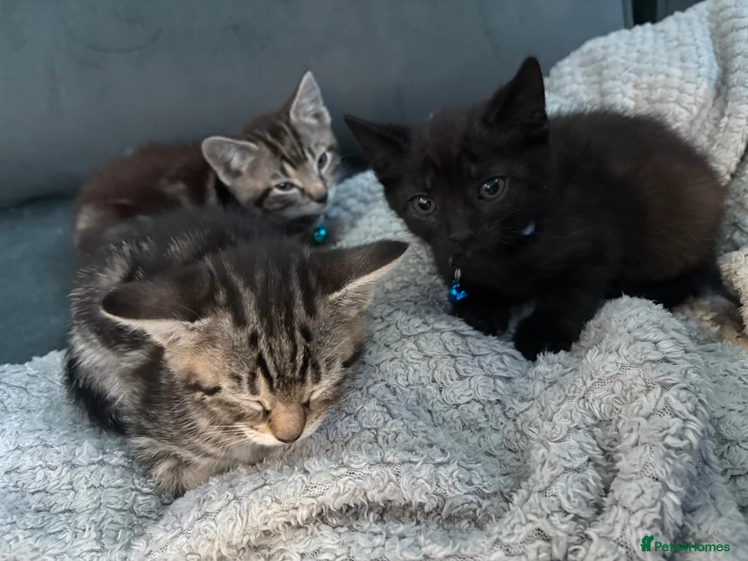 Mixed Breed cats for sale: 5 kittens  - Advert 10