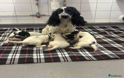 Cocker Spaniel dogs for sale: Adorable Show type cocker spaniel puppy’s  - Image 1