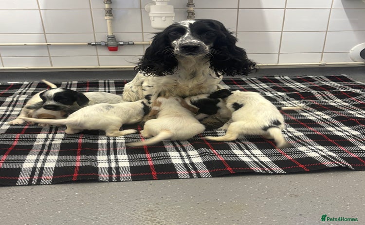 Cocker Spaniel dogs - Advert 1
