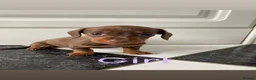 Miniature Dachshund dogs for sale: KC Registered Miniature Dachshund  - Advert 6