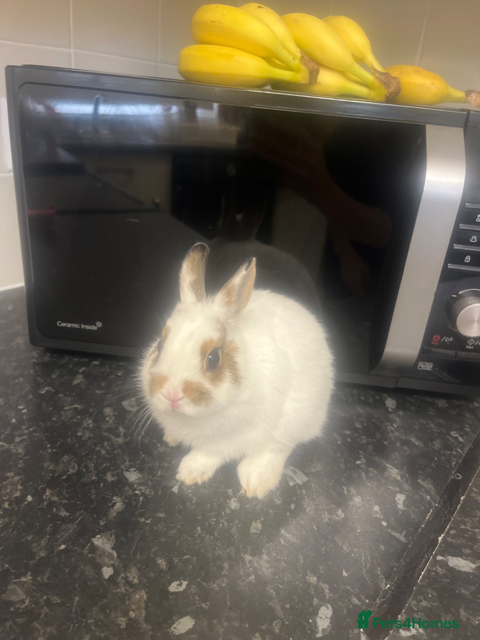 Netherland Dwarf rabbits for sale: Gorgeous Netherland dwarf girl  - Advert 2
