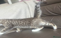 Mixed Breed cats for sale: Maincoon x Scottish fold  - Image 24