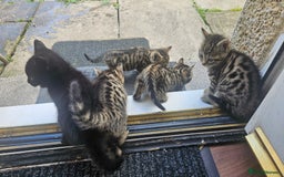 Bengal cats for sale: Mix breed Bengal + Tabby - Image 4