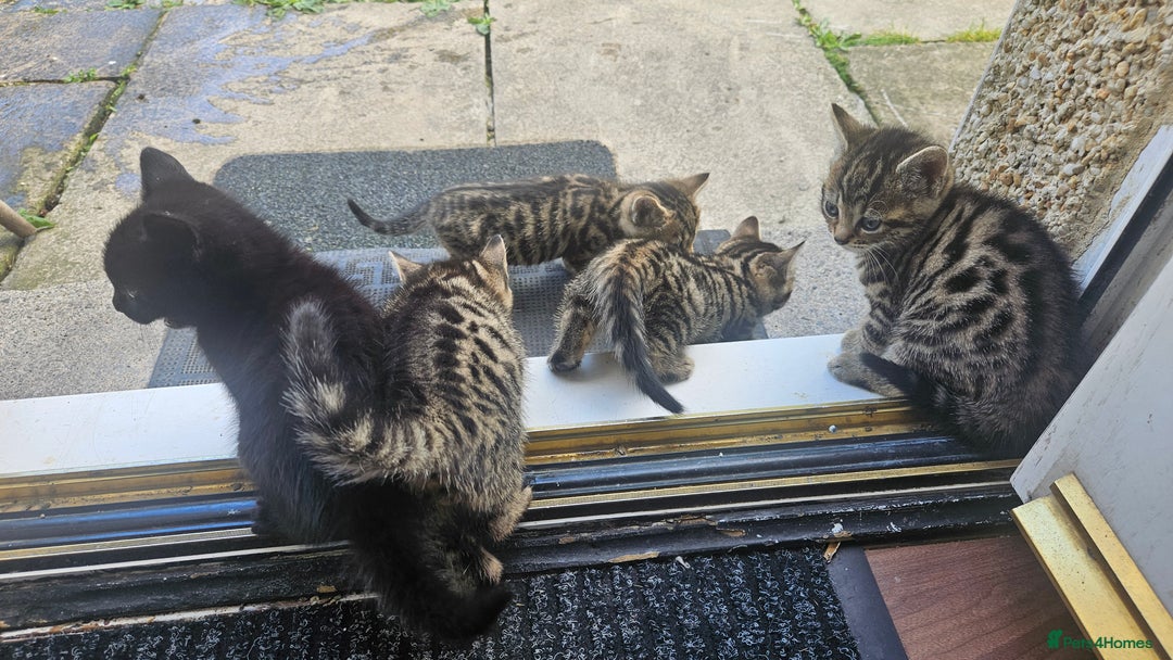 Bengal cats for sale: Mix breed Bengal + Tabby - Image 4