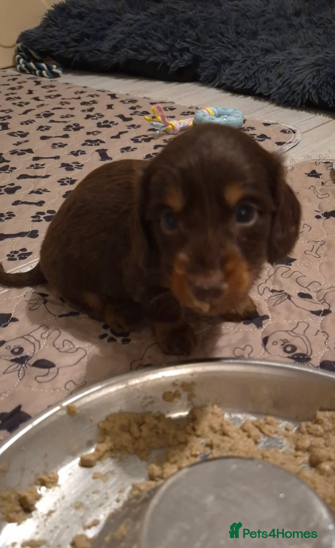 Miniature Dachshund dogs for sale: Miniature dachshund longhaired boy - Advert 1