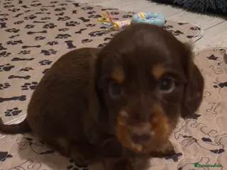 Miniature Dachshund dogs Miniature dachshund longhaired boy - Advert 7