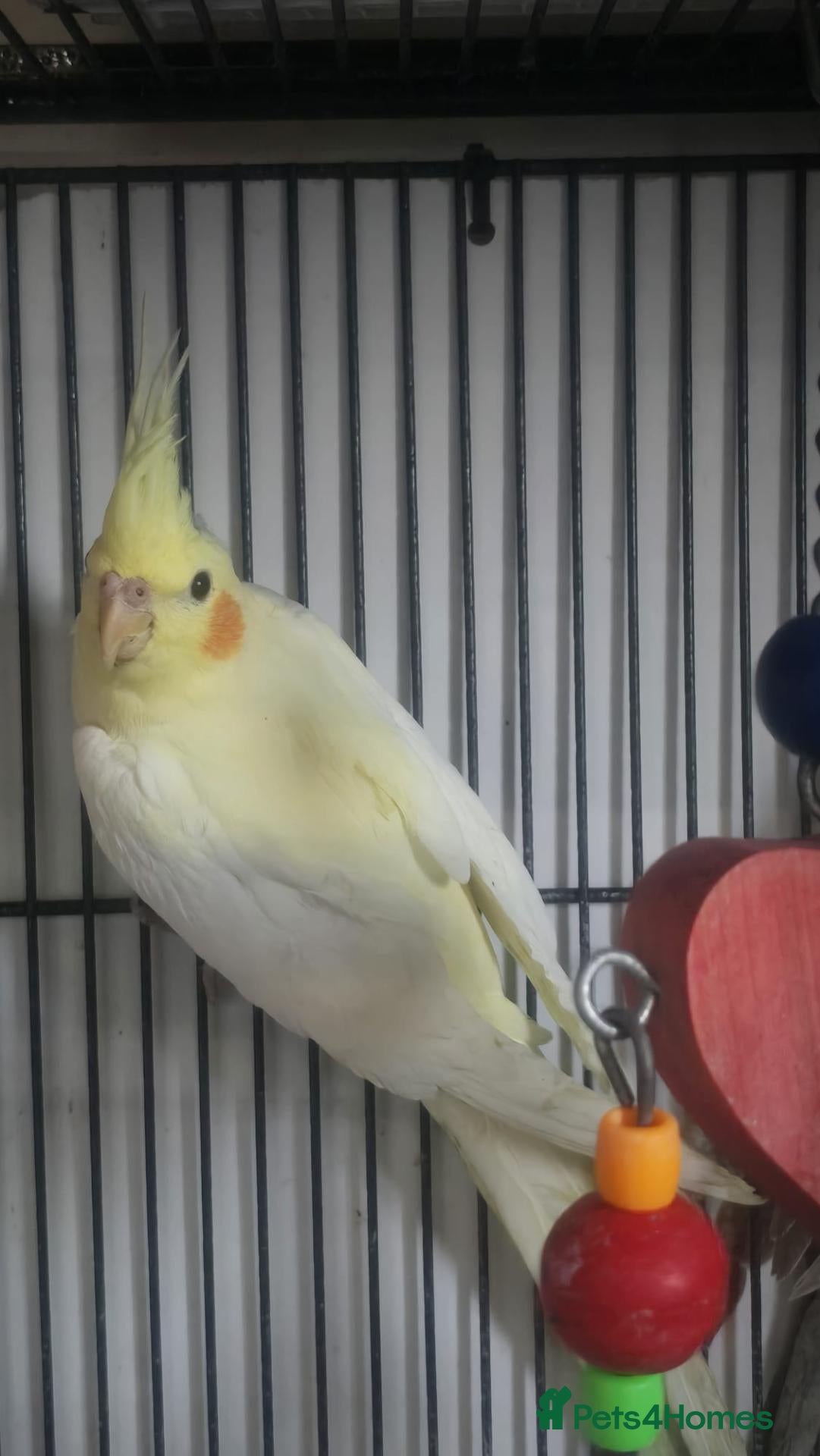 Cockatiels birds Cockatiels - Advert 1
