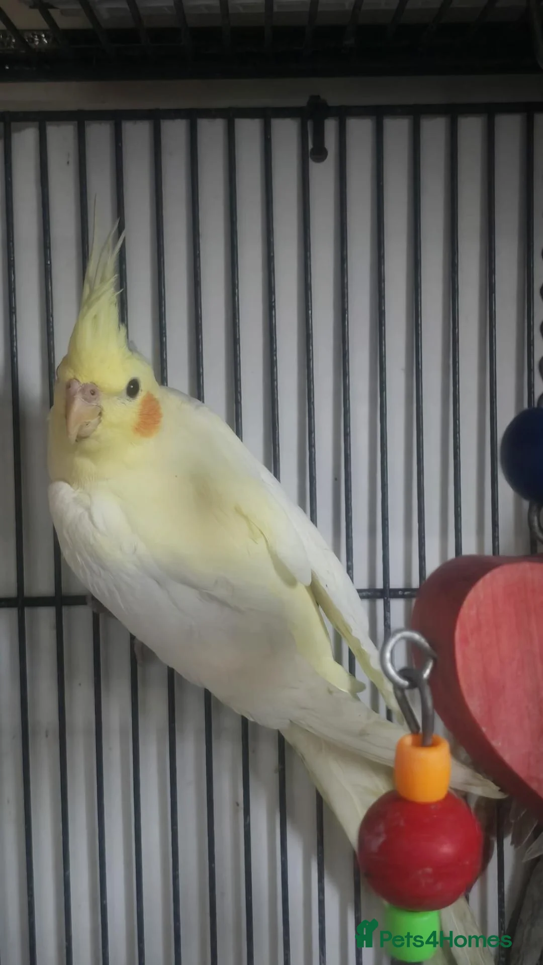 Cockatiels birds for sale: Cockatiels - Advert 1