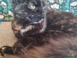 Mixed Breed cats Female Brindle Cat - Advert 7