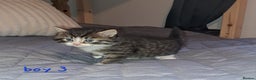 Domestic Shorthair cats for sale: 5 gorgeous kittens for sale  - Advert 35