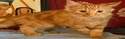 Mixed Breed cats for sale: KITTENS LOOKING FOR HOMES in Malton - Advert 21