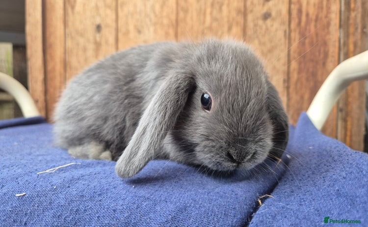 Mini Lop rabbits - Advert 1