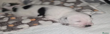 Mixed Breed 1