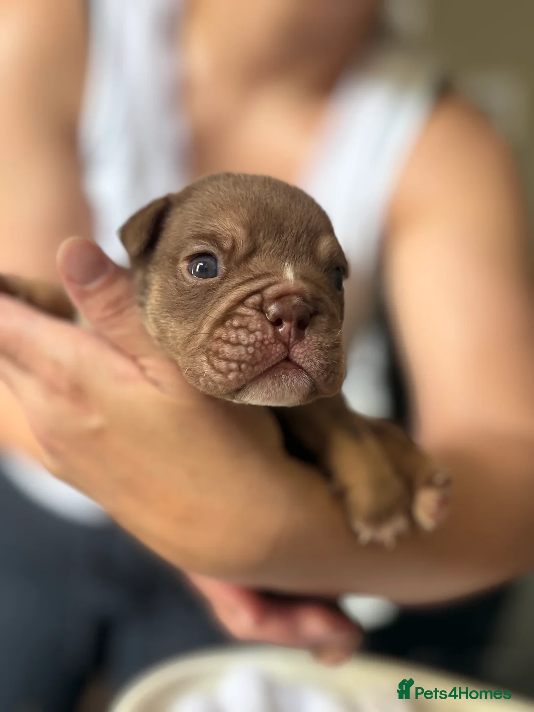 English Bulldog dogs for sale: English bulldog - Advert 2