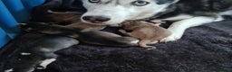 Siberian Husky dogs for stud: 🐺Lucky🐺 in Birmingham - Advert 24