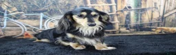 Miniature Dachshund dogs for sale: Stunning boy, fun and affectionate, health tested - Advert 8