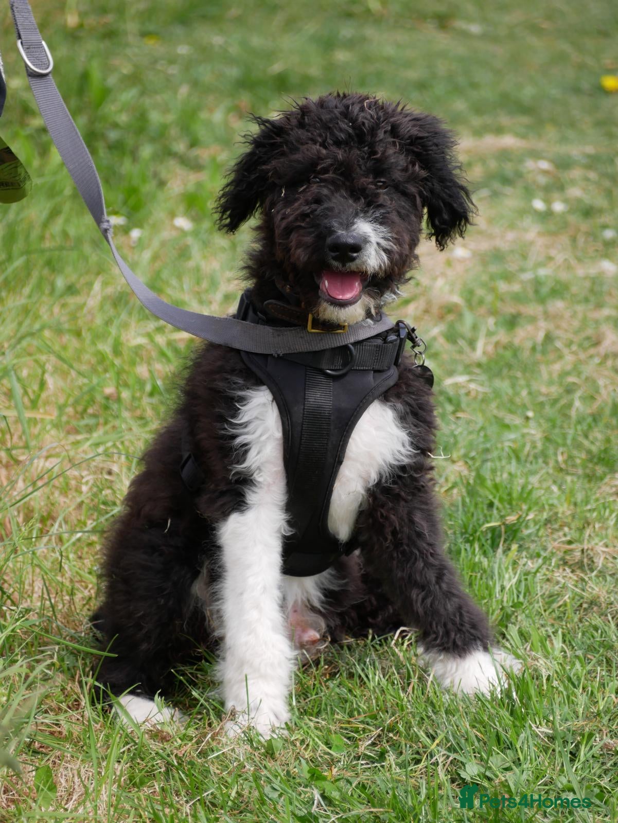 Mixed Breed dogs for sale: Handsome 6‑Month‑Old Bordoodle/Colliepoo Puppy in Exeter - Advert 2