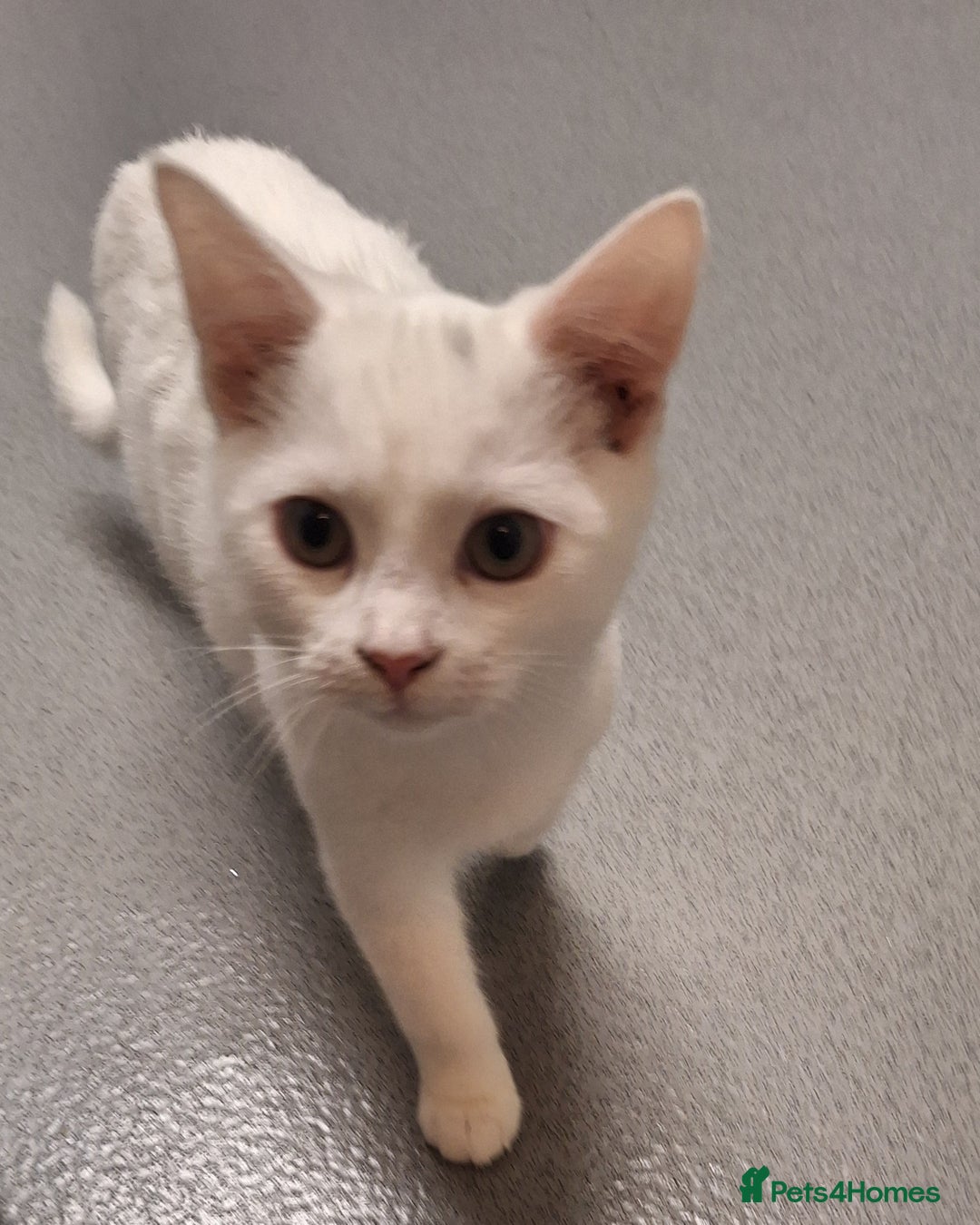 Mixed Breed cats for sale: 2 kittens - Advert 2