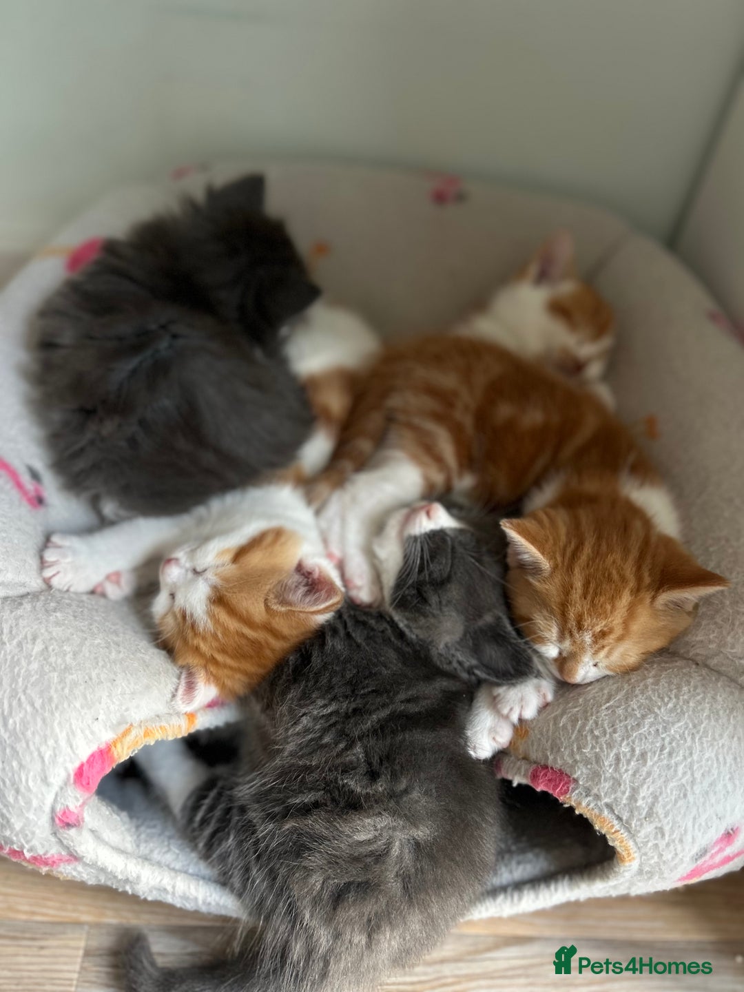 British Shorthair cats for sale: Chunky Kittens half BSH  - Image 1