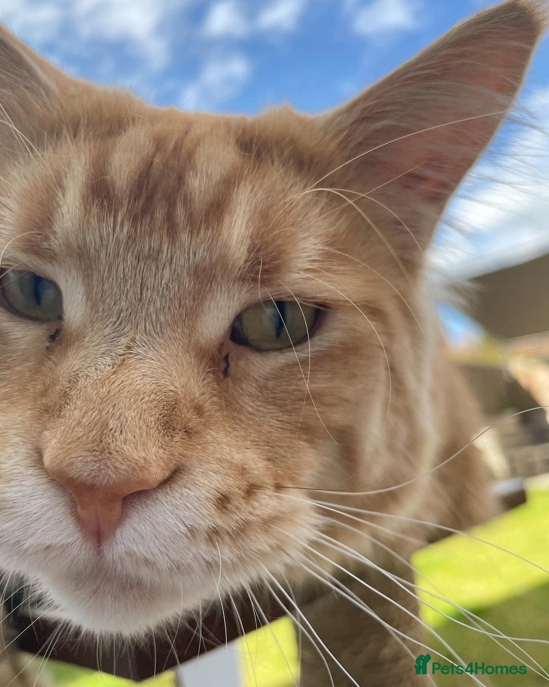 Maine Coon cats for sale: Donnie The Maine Coon - 4 y/o in Stoke-on-Trent - Image 5