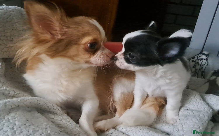 Chihuahua dogs - Advert 3