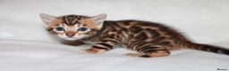 Bengal cats for sale: Gorgeous TICA Bengal Kittens - Ready 15/01/2026 - Advert 11