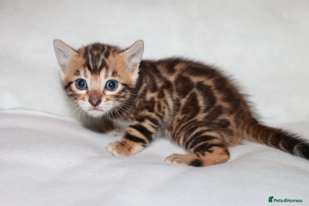 Bengal cats for sale: Gorgeous TICA Bengal Kittens - Ready 15/01/2026 - Advert 11