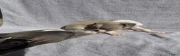 Whippet dogs for sale: Beautiful whippet puppies in Stourport-on-Severn - Advert 1