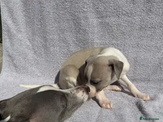 Whippet dogs Beautiful whippet puppies - Advert 14