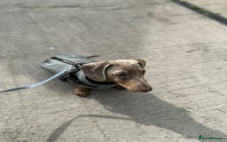 Miniature Dachshund dogs for sale: Frank  - Advert 4