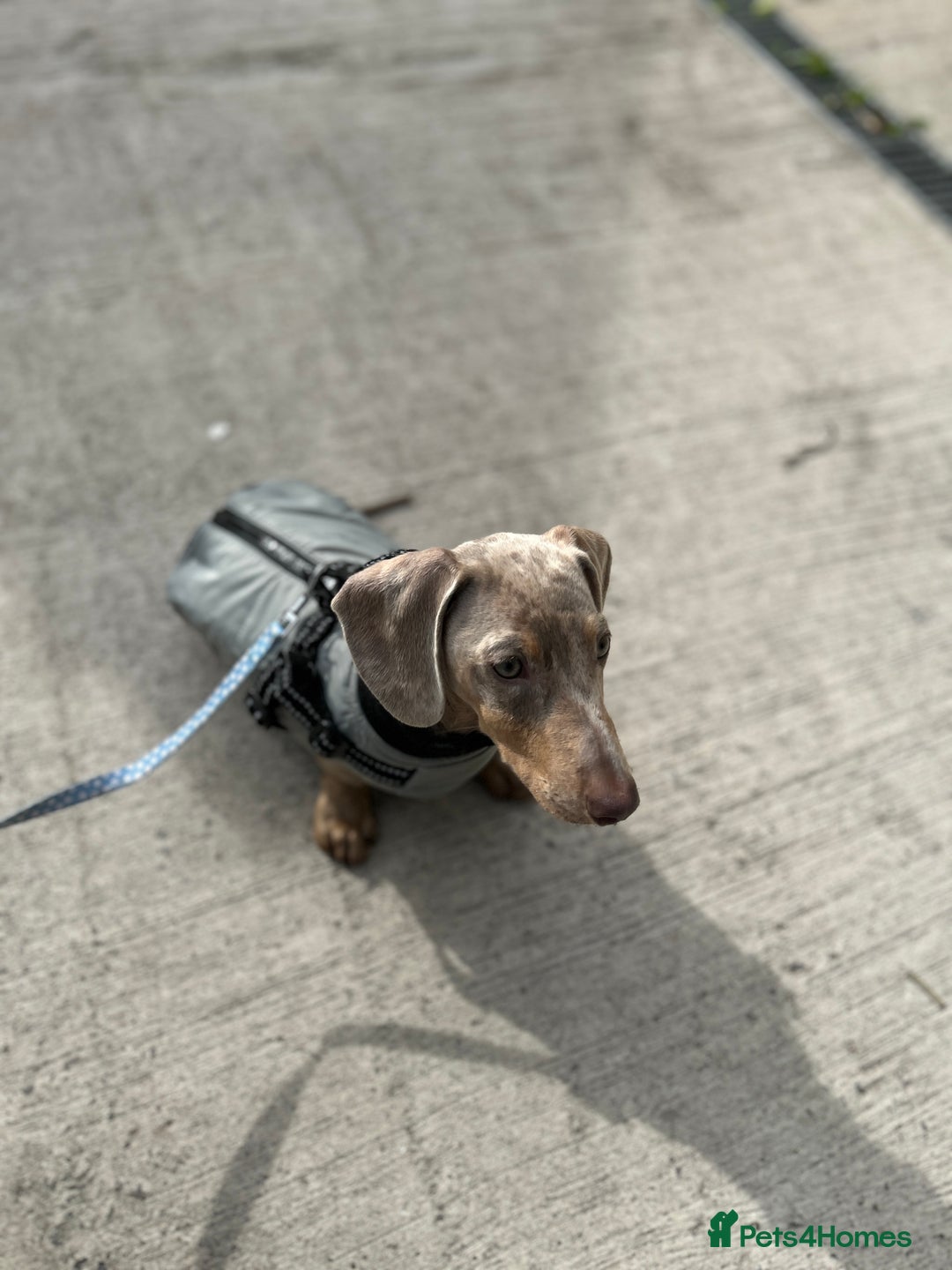 Miniature Dachshund dogs for sale: Frank  - Advert 4