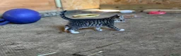 British Shorthair cats for sale: Kittens British shorthair x ragdoll  in Petersfield - Advert 7