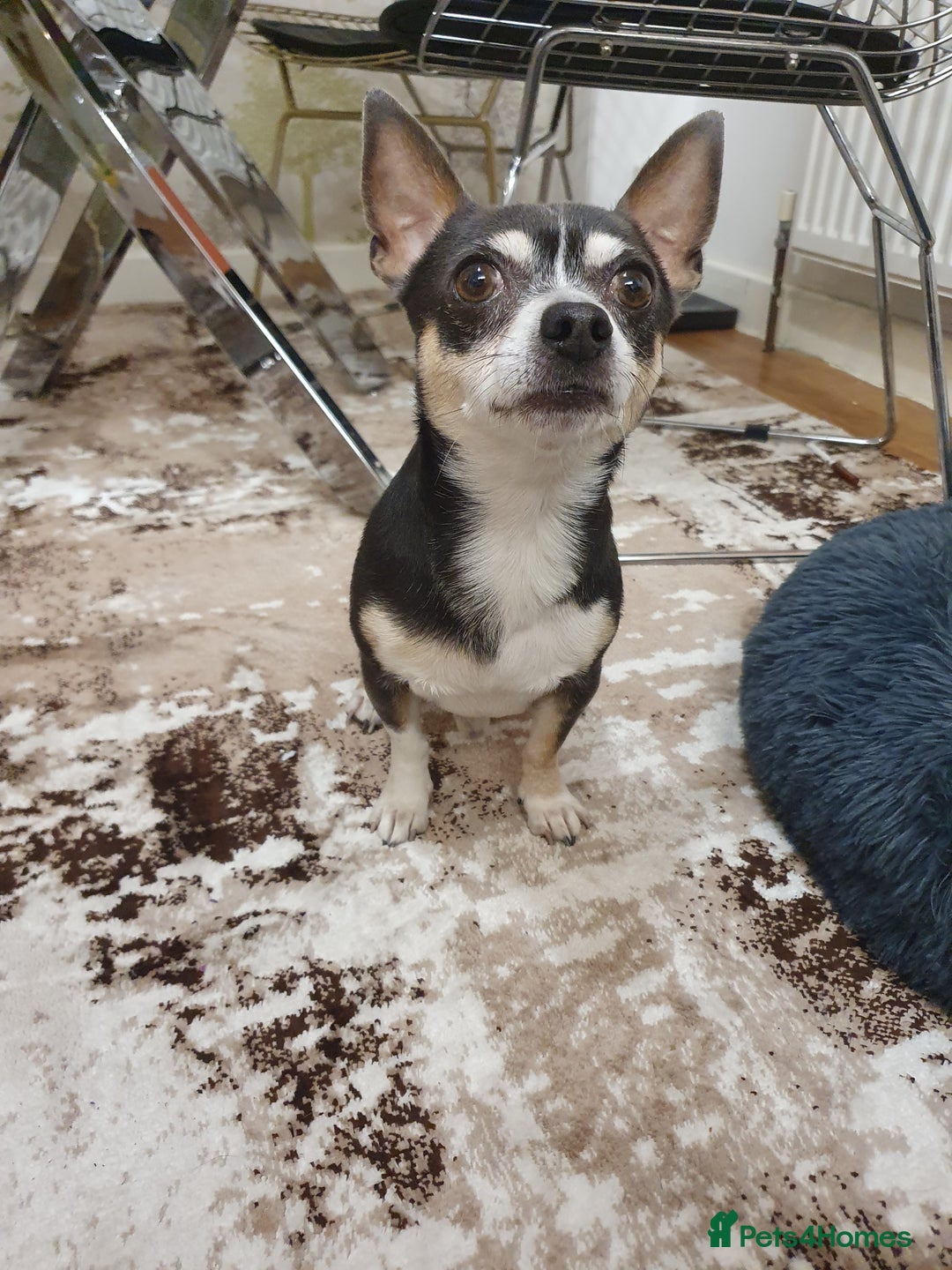 Chihuahua dogs for sale: Male chihuahua for adoption  - Image 6