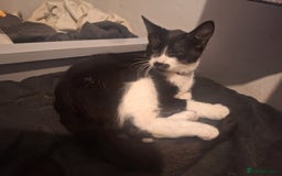Domestic Shorthair cats for sale: Black and white female kitten  - Image 2