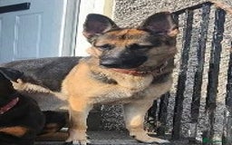 German Shepherd dogs for sale: Beautiful chunky German Shepherd Pups - Image 2