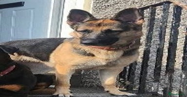 German Shepherd dogs - Advert 16