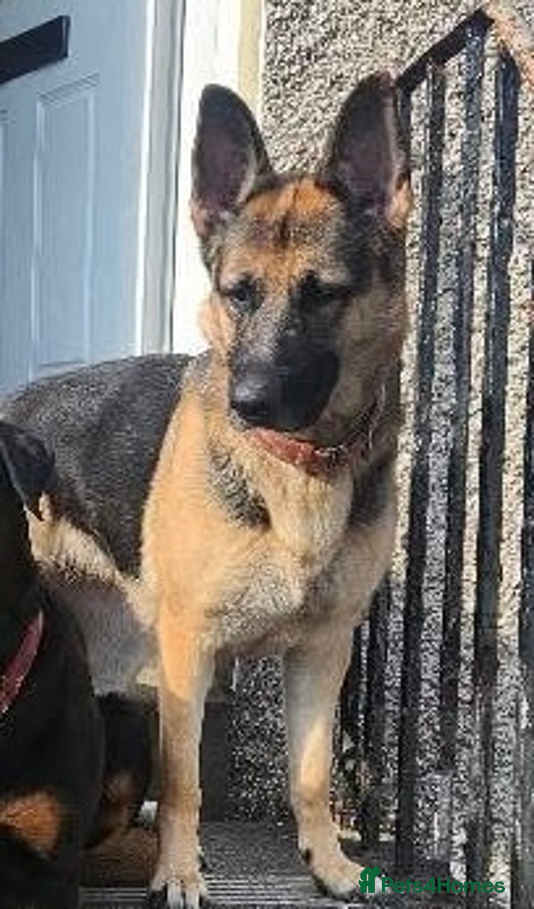 German Shepherd dogs for sale: Beautiful chunky German Shepherd Pups - Image 2