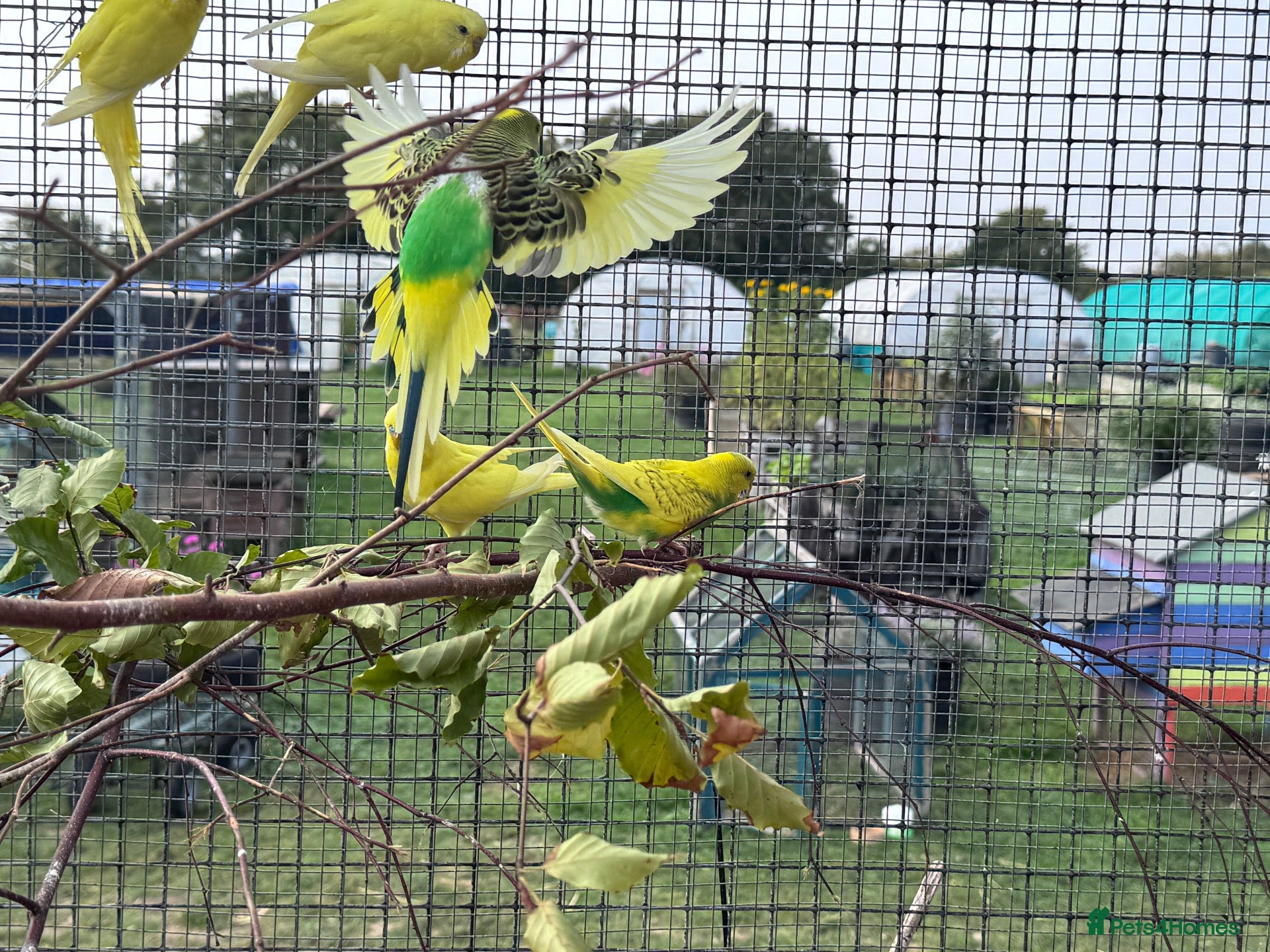 Budgerigars birds Budgies for sale - Advert 4
