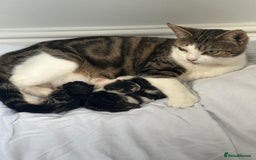 Domestic Shorthair cats for sale: beautiful tabby and black and white kittens - Image 32