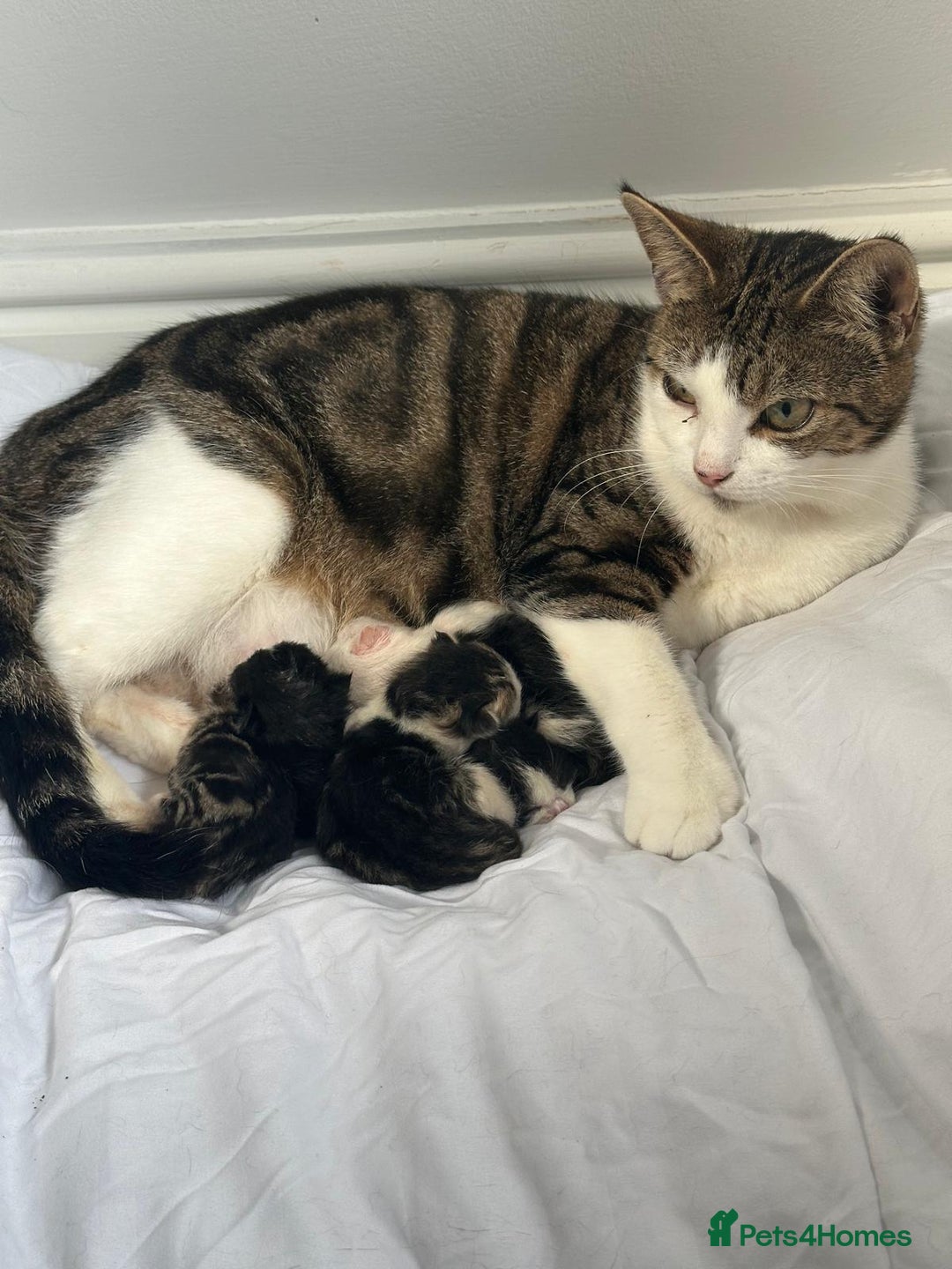 Domestic Shorthair cats for sale: beautiful tabby and black and white kittens - Image 32