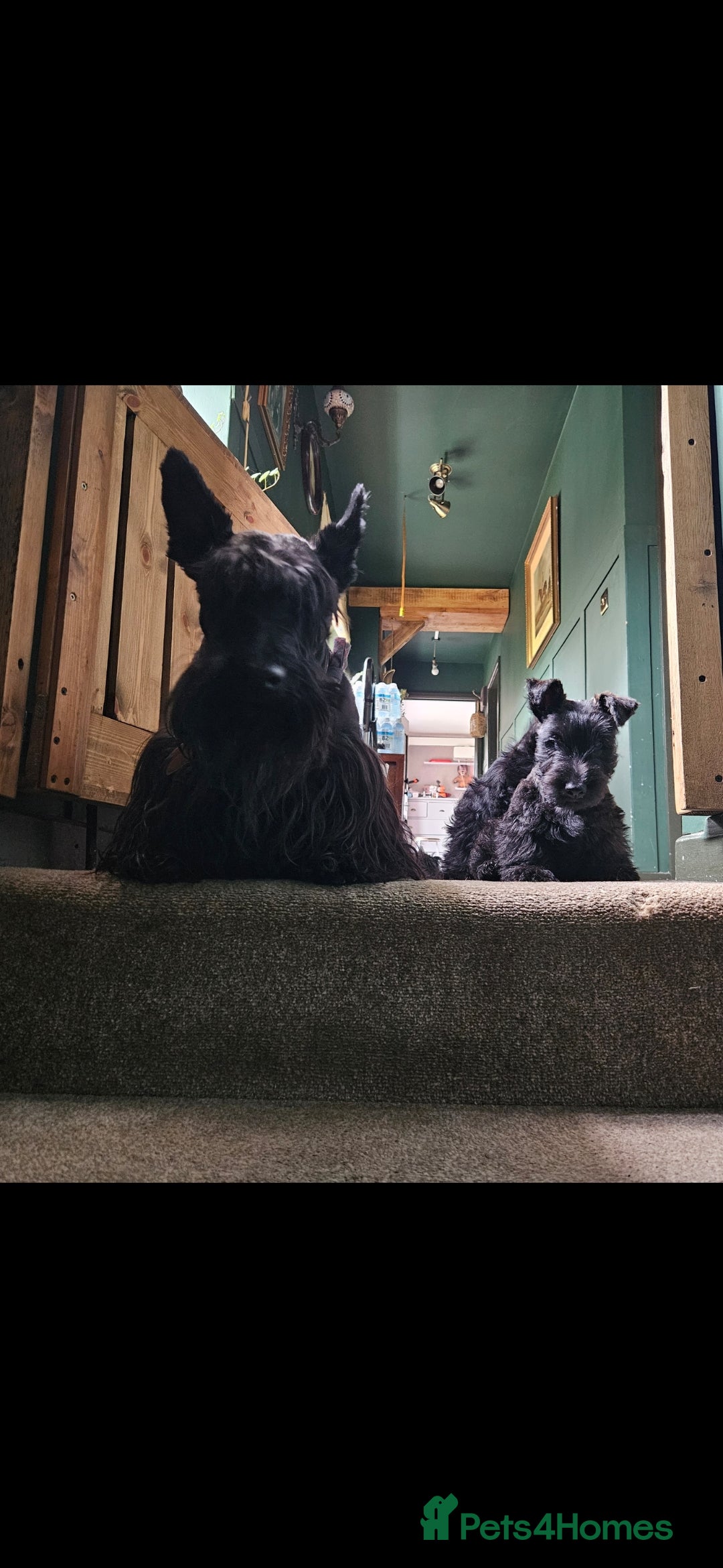 Scottish Terrier dogs for sale: Scottish terrier Puppies  - Advert 7